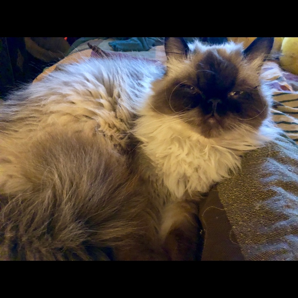 Meet your Posher, Adrienne